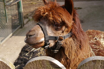 close up of an alpaca with holster brown mane