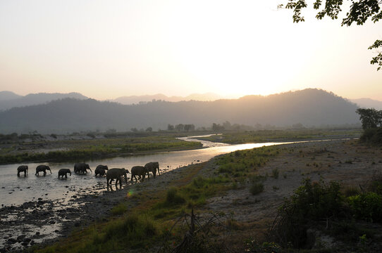 Asian Elephant herd moving together during sunrise at Jim Corbett National Park, India