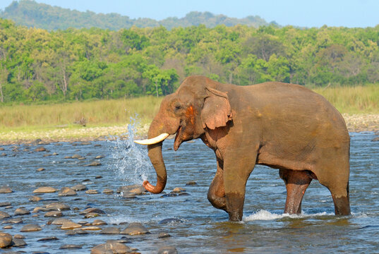 Asian Elephant taking bath in river water in Jim Corbett National Park, India