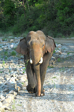 Elephant Tusker walking head on towards camera in Jim Corbett National Park, India
