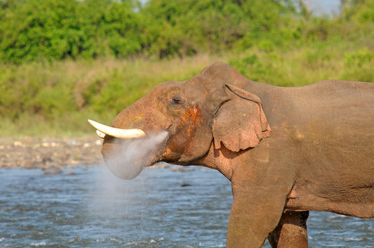 Elephant sprinkling water in Jim Corbett National Park, India