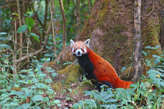 Red Panda searching for food in forest floor in Singalila National Park, India