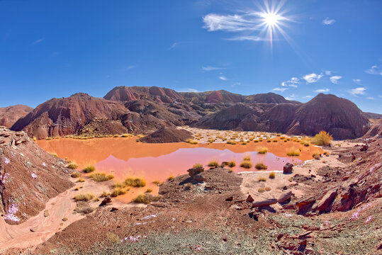 A marshy watering hole in Petrified Forest National Park Arizona called Tiponi Flats.