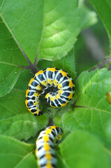 In nature, the plant caterpillars butterfly Cucullia (Cucullia) pustulata