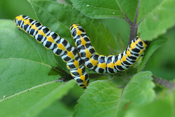 In nature, the plant caterpillars butterfly Cucullia (Cucullia) pustulata
