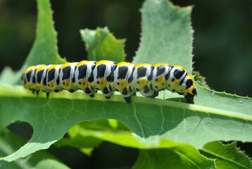 In nature, the plant caterpillars butterfly Cucullia (Cucullia) pustulata