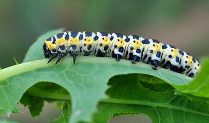 In nature, the plant caterpillars butterfly Cucullia (Cucullia) pustulata