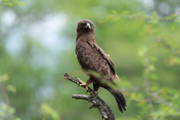 Aigle de Wahlberg, .Hieraaetus wahlbergi, Wahlberg's Eagle