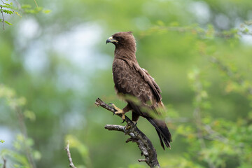 Aigle de Wahlberg, .Hieraaetus wahlbergi, Wahlberg's Eagle