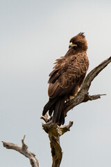 Aigle de Wahlberg, .Hieraaetus wahlbergi, Wahlberg's Eagle