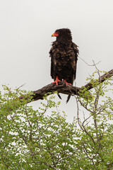 Bateleur des savanes, Aigle bateleur,  Terathopius ecaudatus, Bateleur
