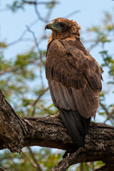 Bateleur des savanes, Aigle bateleur,  Terathopius ecaudatus, Bateleur