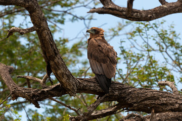 Bateleur des savanes, Aigle bateleur,  Terathopius ecaudatus, Bateleur