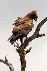 Aigle de Wahlberg, .Hieraaetus wahlbergi, Wahlberg's Eagle