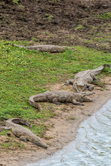 Crocodile du Nil , Crocodylus niloticus, Afrique du Sud