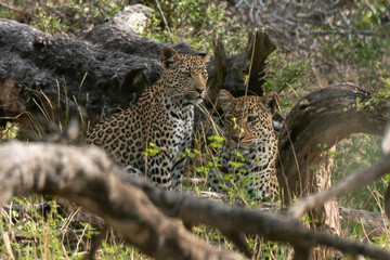 L&eacute;opard, Panth&egrave;re, Panthera pardus, Afrique du Sud