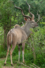 Fototapeta premium Grand koudou, Tragelaphus strepsiceros, mâle, Parc national Kruger, Afrique du Sud