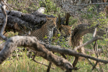 Léopard, Panthère, Panthera pardus, Afrique du Sud