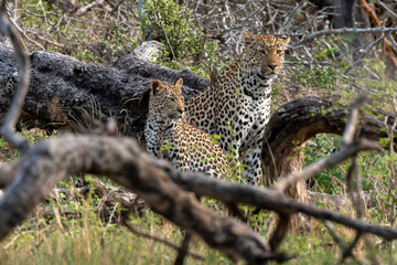 Léopard, Panthère, Panthera pardus, Afrique du Sud