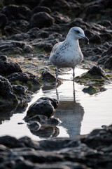 Close-up of an ocean gull on rocks by the water.