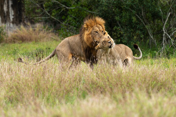Lion, femelle, mâle, lionne, accouplement, Panthera leo, Afrique
