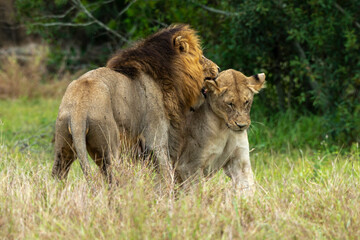 Lion, femelle, mâle, lionne, accouplement, Panthera leo, Afrique