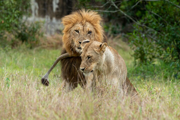 Lion, femelle, mâle, lionne, accouplement, Panthera leo, Afrique