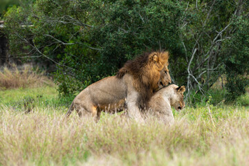 Lion, femelle, mâle, lionne, accouplement, Panthera leo, Afrique