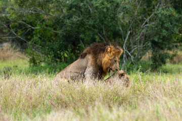Lion, femelle, mâle, lionne, accouplement, Panthera leo, Afrique