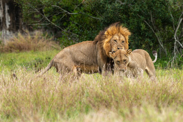 Lion, femelle, mâle, lionne, accouplement, Panthera leo, Afrique