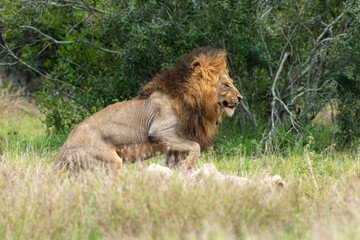 Lion, femelle, mâle, lionne, accouplement, Panthera leo, Afrique