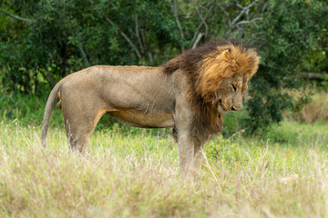 Lion, mâle, Panthera leo, Parc national du Kruger, Afrique du Sud