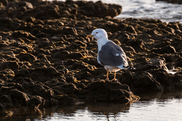 Close-up of an ocean gull on rocks by the water.