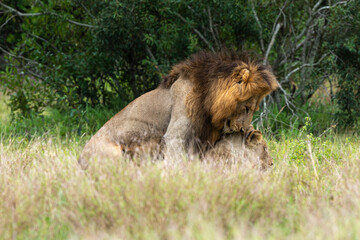 Lion, femelle, mâle, lionne, accouplement, Panthera leo, Afrique