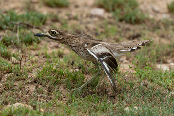 Oedicnème vermiculé,.Burhinus vermiculatus, Water Thick knee