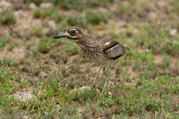 Oedicnème vermiculé,.Burhinus vermiculatus, Water Thick knee
