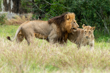 Lion, femelle, mâle, lionne, accouplement, Panthera leo, Afrique