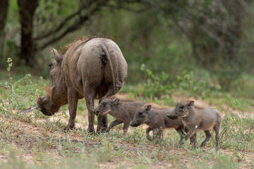Phacochère commun, Phacochoerus africanus, Afrique du Sud