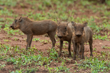 Phacochère commun, Phacochoerus africanus, Afrique du Sud