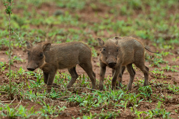 Phacochère commun, Phacochoerus africanus, Afrique du Sud