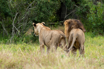 Lion, Lionne, Panthera leo, Parc national du Kruger, Afrique du Sud