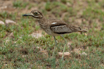 Oedicnème vermiculé,.Burhinus vermiculatus, Water Thick knee