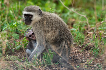 Vervet, singe, Chlorocebus pygerythrus