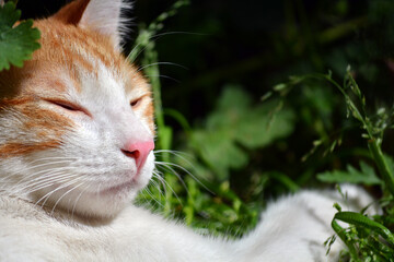 Young and sleepy cat in the garden grass