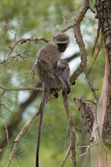 Vervet, singe, Chlorocebus pygerythrus
