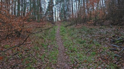Obraz premium Uphill Path Through Autumn Forest