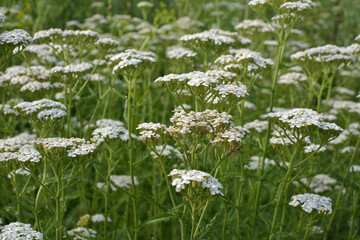 Fototapeta premium Yarrow (Achillea) blooms naturally in the grass