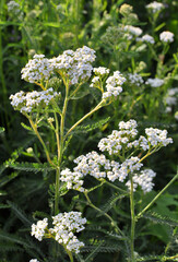 Yarrow (Achillea) blooms naturally in the grass © orestligetka