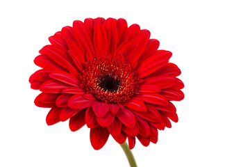 Red  orange gerbera flower