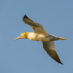 Northern gannet in flight